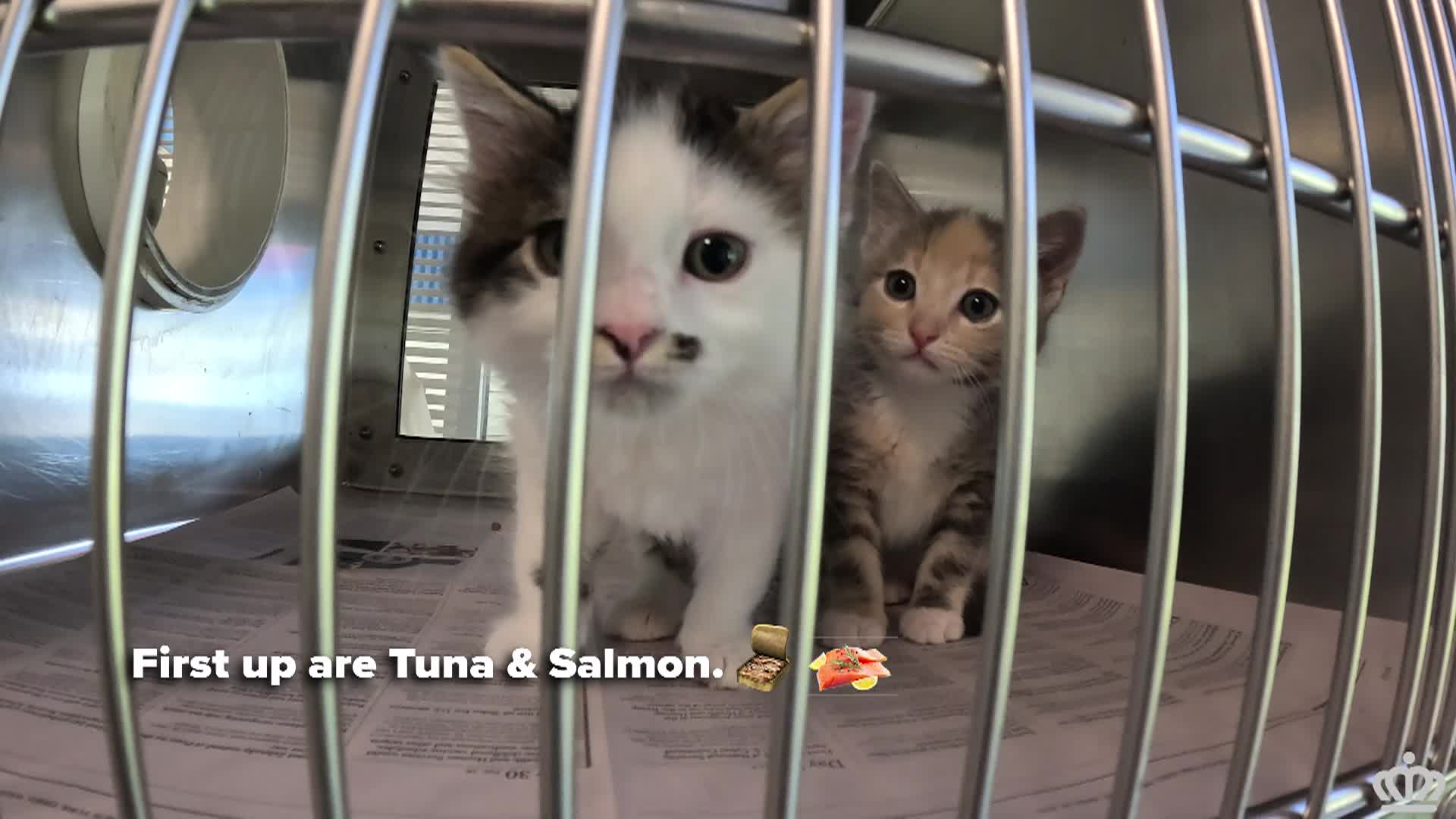 Thumbnail image for KITTENS PKG