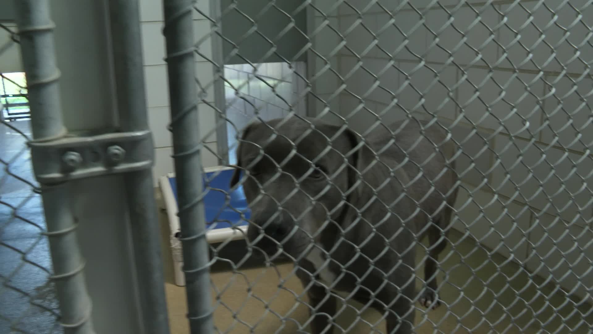 Thumbnail image for Kennel Renovations at CMPD Animal Care & Control