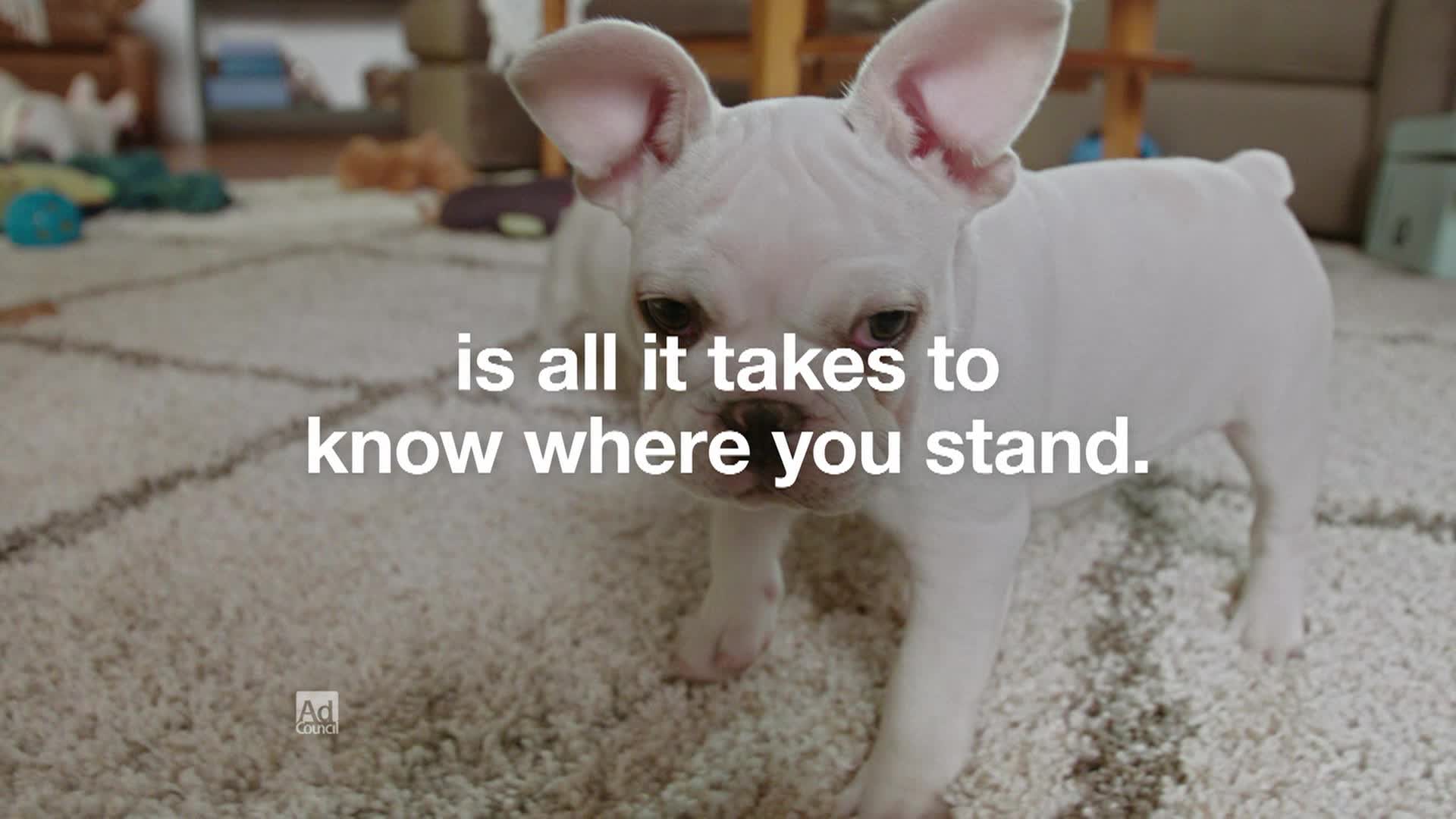 Thumbnail image for PSA dbc-risktestpuppies-national-tv-hd-eng-10 (doIhavediabetes.org)